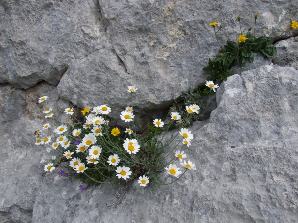Fioriture in quota
